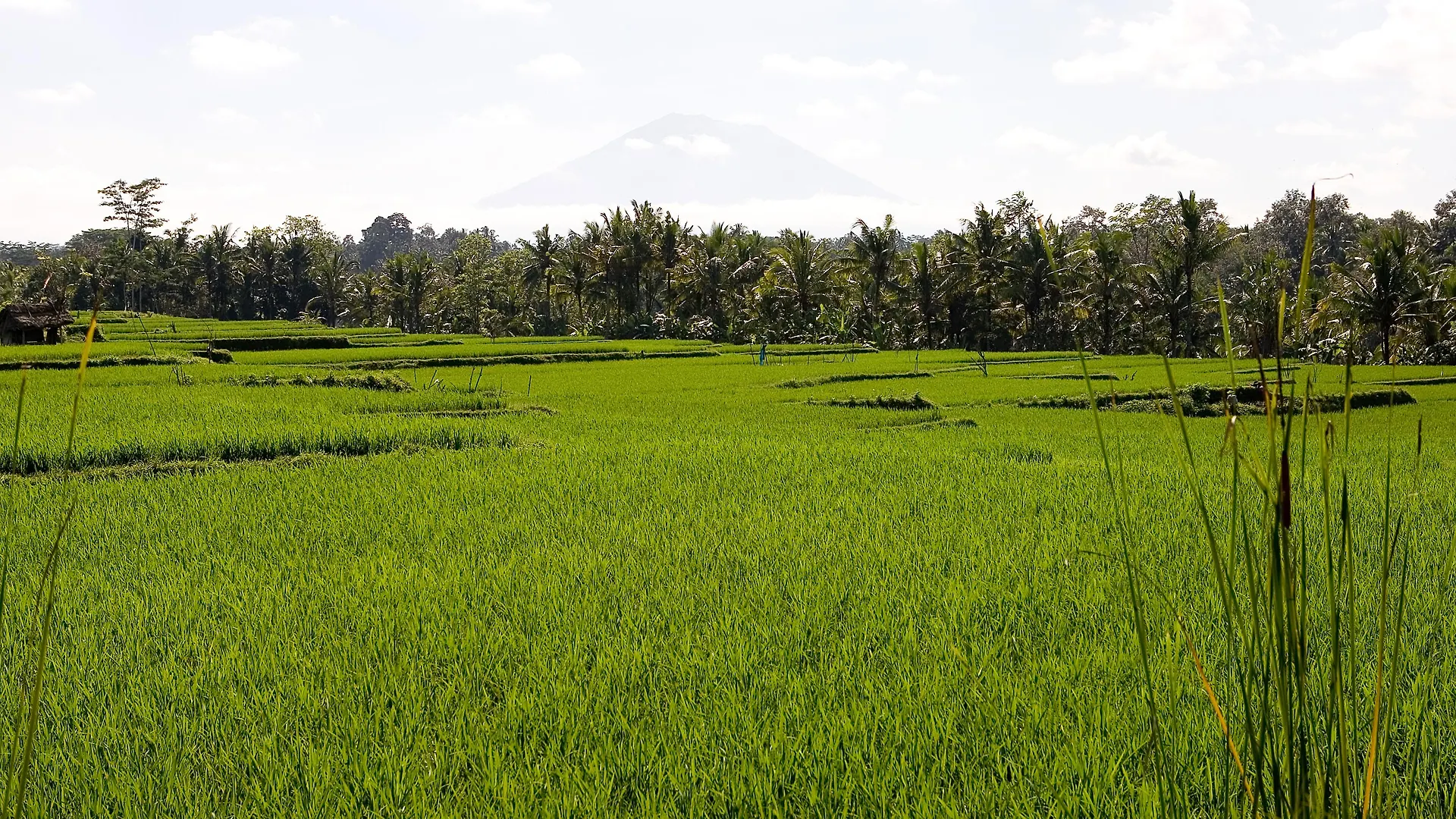 Resort Viceroy Bali Hotel Ubud